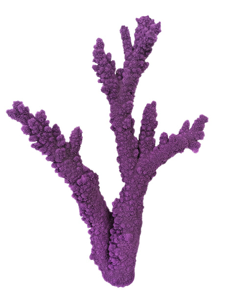 Acropora Florida - Branching Staghorn Coral #01202