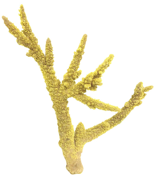 Acropora Grandis - Grande Staghorn Coral #01301