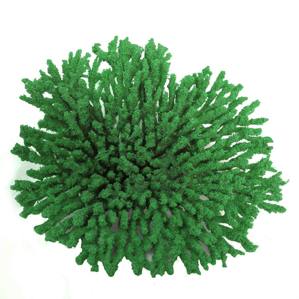 Acropora Cytherea - Table Coral #01501