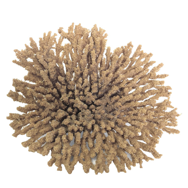 Acropora Cytherea - Table Coral #01501