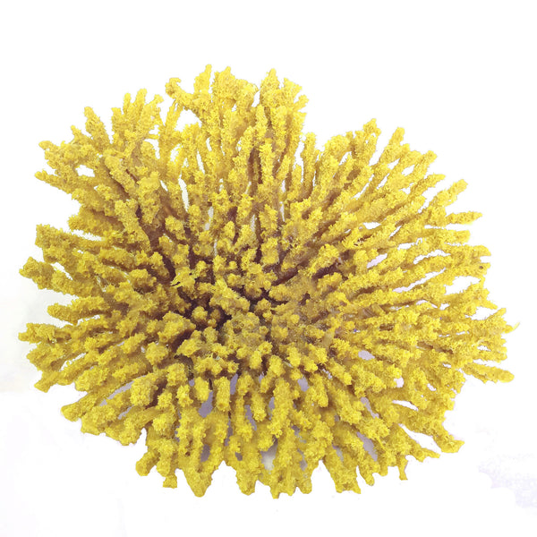 Acropora Cytherea - Table Coral #01501