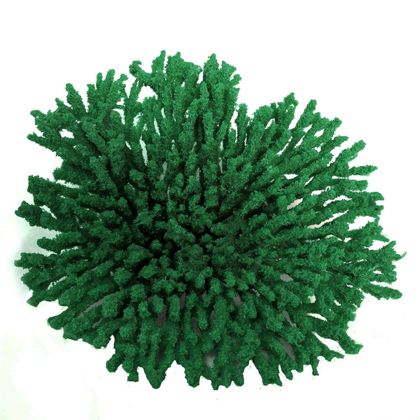 Acropora Cytherea - Table Coral #01501