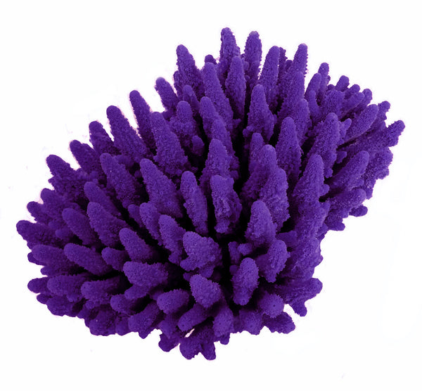 Acropora Gemmifera - Gem Coral #01602