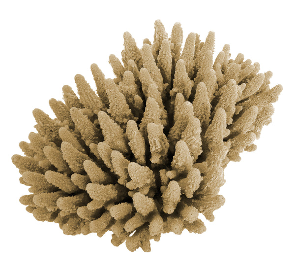 Acropora Gemmifera - Gem Coral #01602