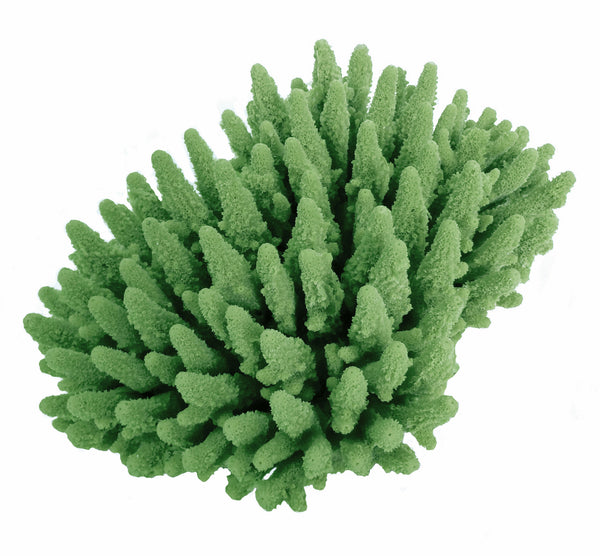 Acropora Gemmifera - Gem Coral #01602