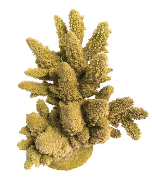 Acropora Lutkeni - Barrier Reef Acropora #01801