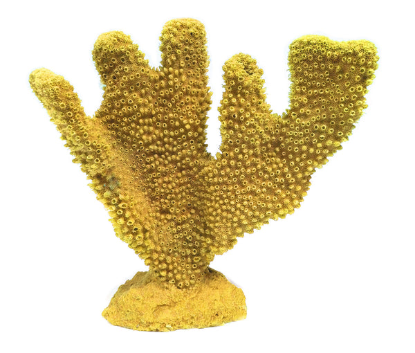 Pocillopora Eydouxi - Antler Coral #02302