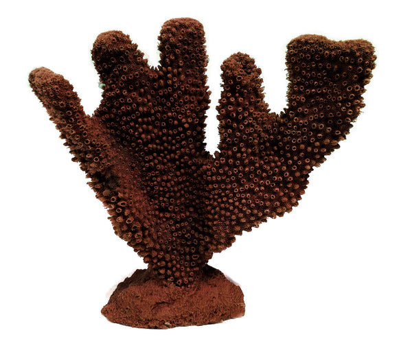 Pocillopora Eydouxi - Antler Coral #02302