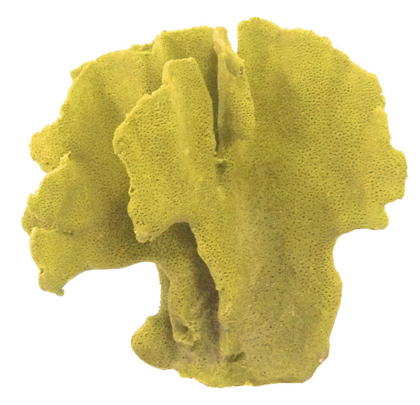 Heliopora Coerulea - Blue Ridge Coral #05101