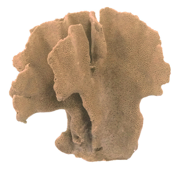 Heliopora Coerulea - Blue Ridge Coral #05101