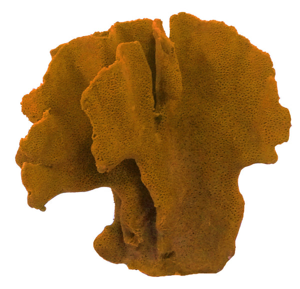 Heliopora Coerulea - Blue Ridge Coral #05101