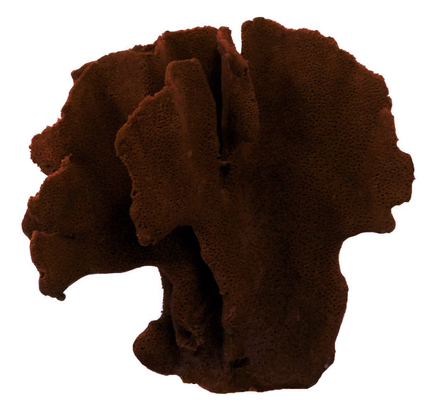Heliopora Coerulea - Blue Ridge Coral #05101