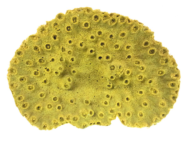 Turbinaria Peltata - Pagoda Cup #07102