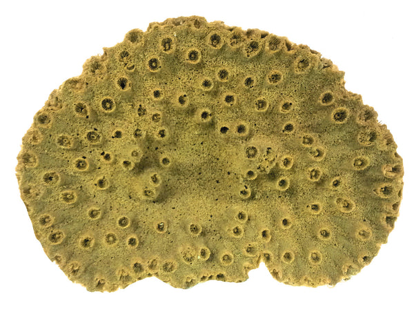 Turbinaria Peltata - Pagoda Cup #07102