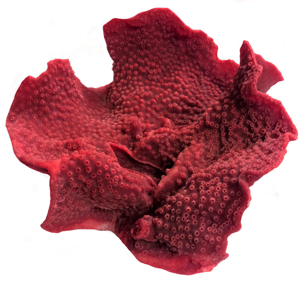 Turbinaria Mesenterina - Large Pagoda Cup #07201