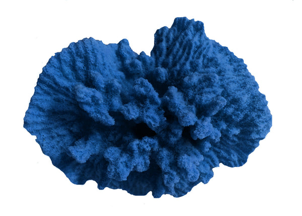 Merulina Ampliata - Ruffled Coral  #08101