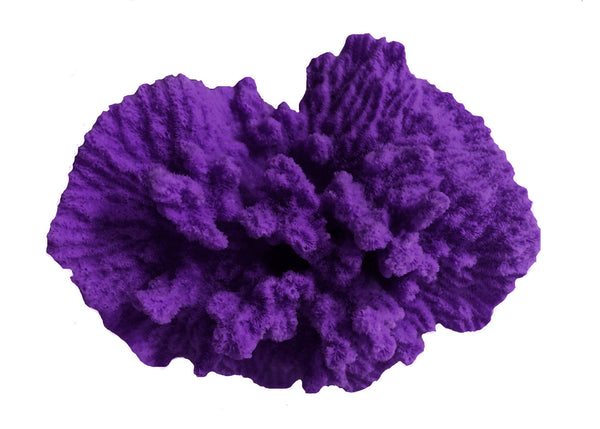 Merulina Ampliata - Ruffled Coral  #08101