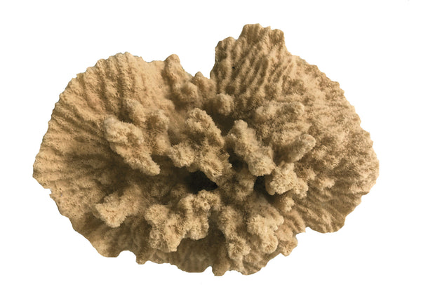 Merulina Ampliata - Ruffled Coral  #08101