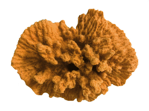 Merulina Ampliata - Ruffled Coral  #08101