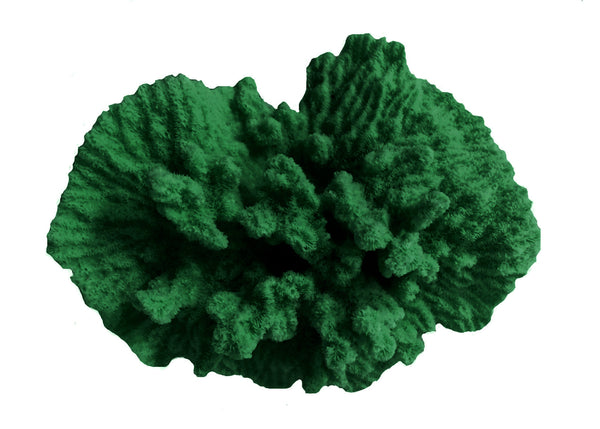 Merulina Ampliata - Ruffled Coral  #08101