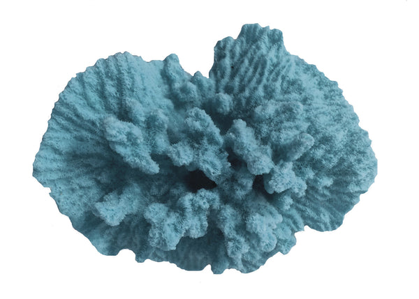 Merulina Ampliata - Ruffled Coral  #08101