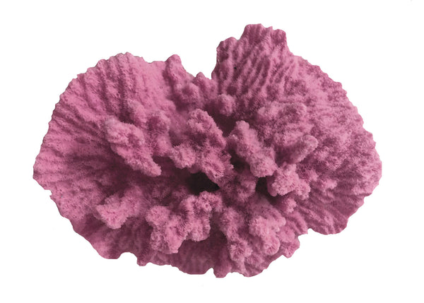 Merulina Ampliata - Ruffled Coral  #08101