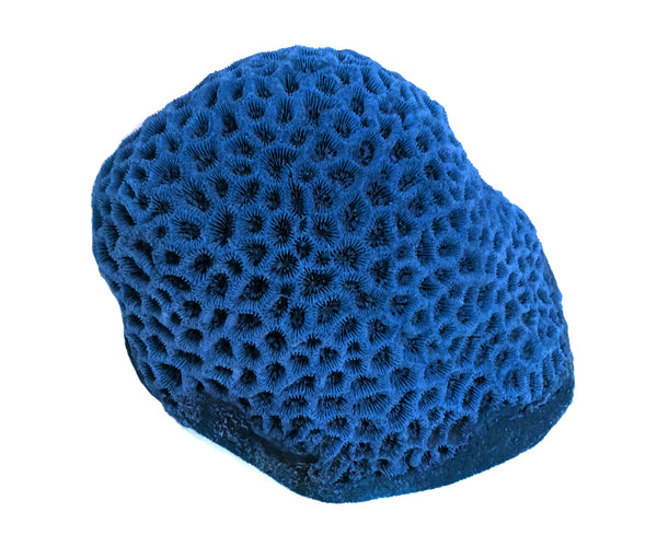 Goniastrea/Favities Retiformis - Star Coral #09104