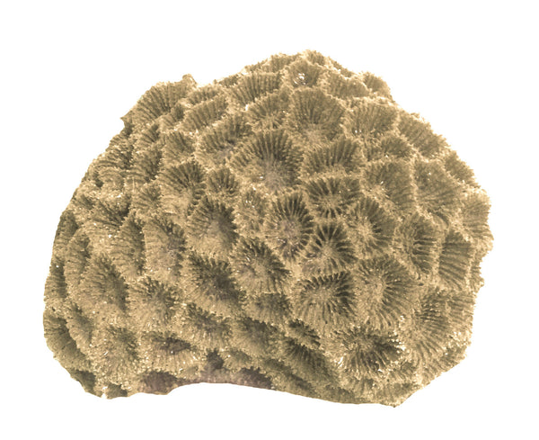 Goniastrea/Favia Columella - Star Coral #09105