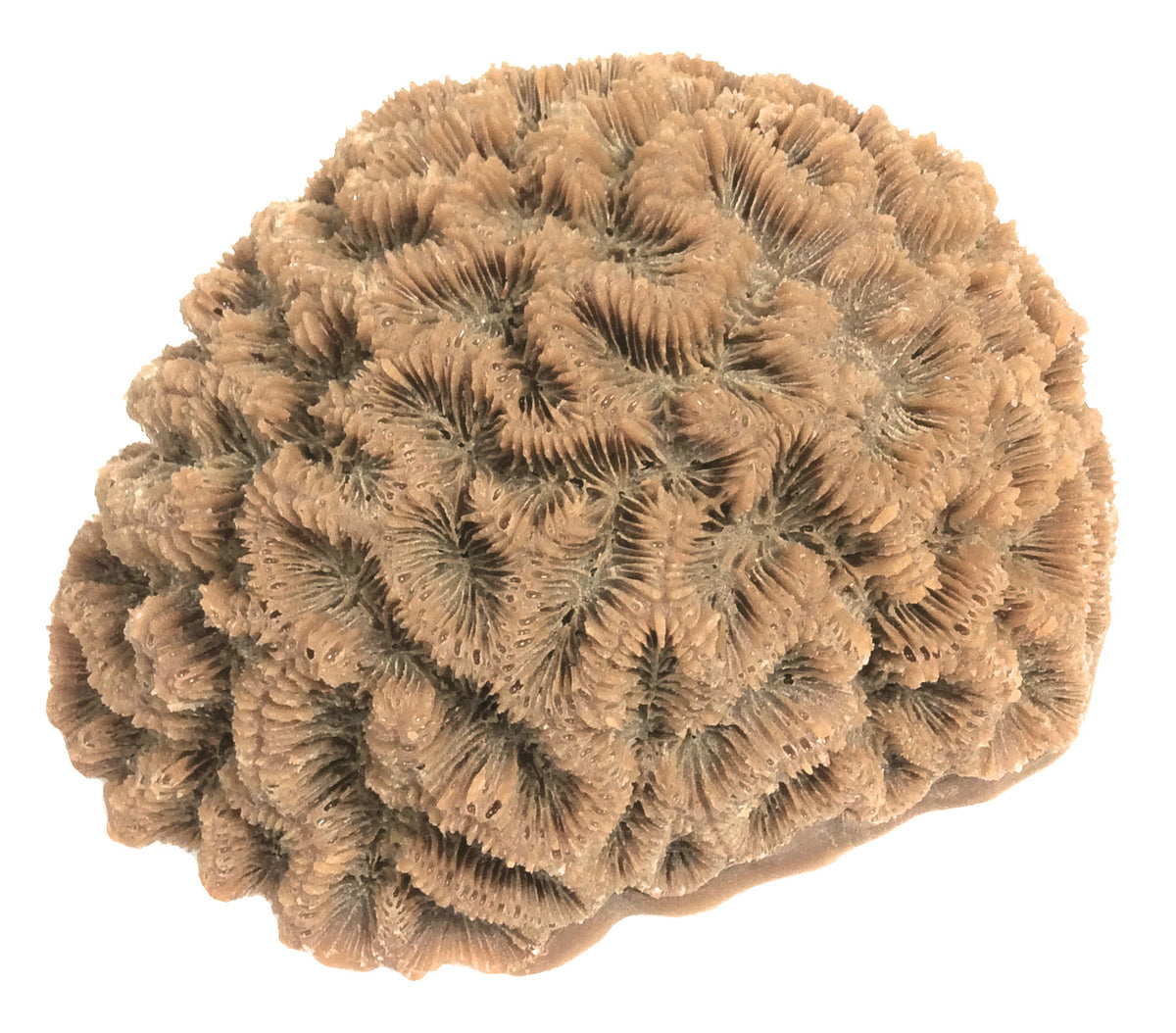Diploria Clivosa - Open Brain Coral #10102 – RocknReefs Inc.