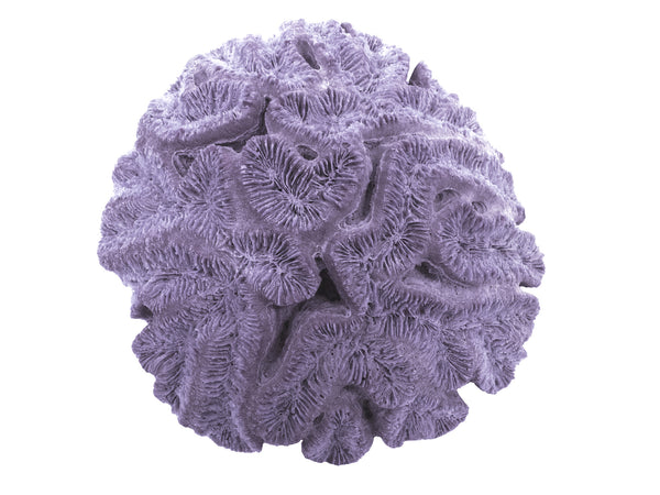 Lobophyllia Hataii - Open Brain Coral #10103