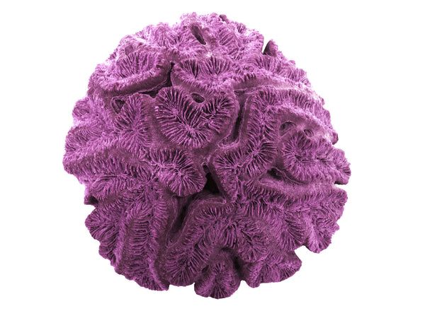 Lobophyllia Hataii - Open Brain Coral #10103