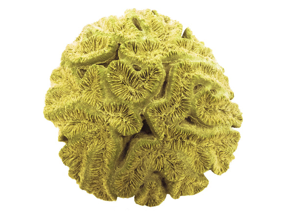 Lobophyllia Hataii - Open Brain Coral #10103