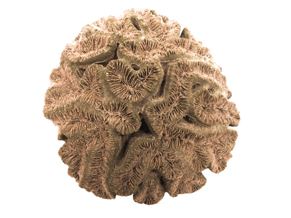 Lobophyllia Hataii - Open Brain Coral #10103