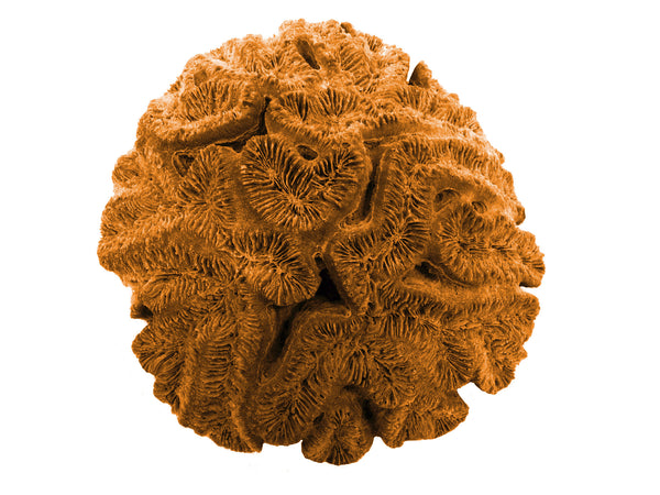 Lobophyllia Hataii - Open Brain Coral #10103