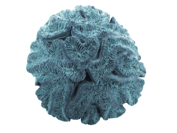 Lobophyllia Hataii - Open Brain Coral #10103