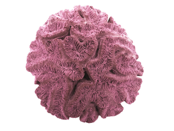 Lobophyllia Hataii - Open Brain Coral #10103