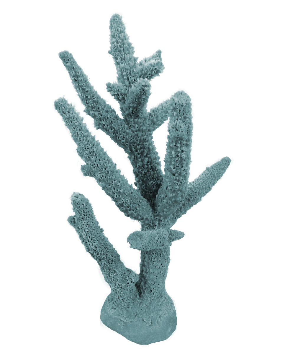 Staghorn Coral - Acropora cervicornis - Stony Corals - - South