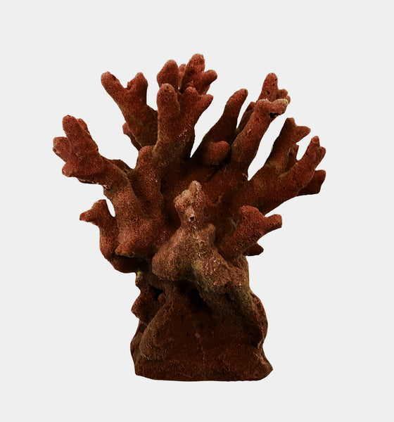 Millepora Alcicornis -  Fire Coral #15201