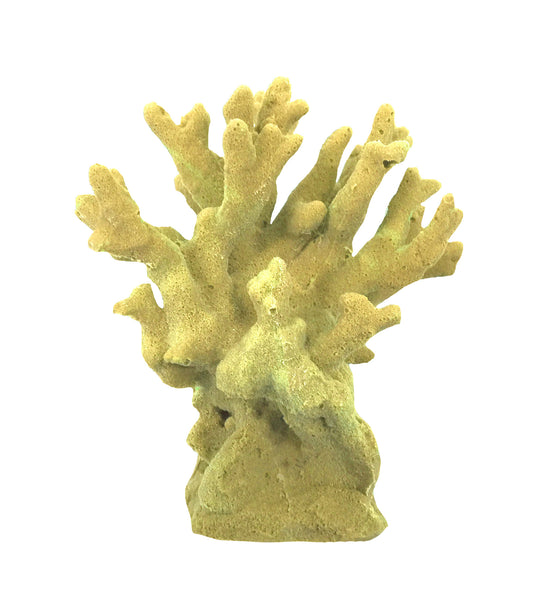 Millepora Alcicornis -  Fire Coral #15201