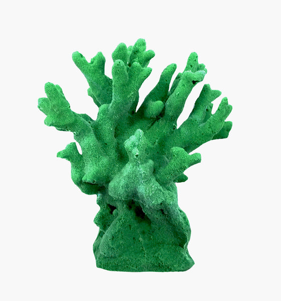 Millepora Alcicornis -  Fire Coral #15201
