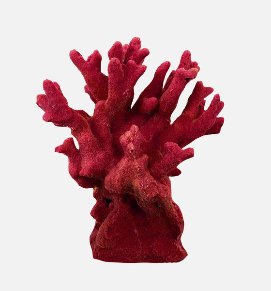 Millepora Alcicornis -  Fire Coral #15201