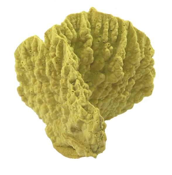 Millepora Complanata - Blade Fire Coral #15101