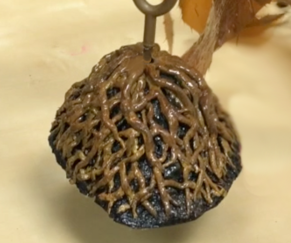 RocknRoot Weighted Kelp Base