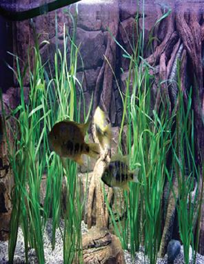 Pangea America synthetic Vallisneria natans in an aquarium with south american cichilids