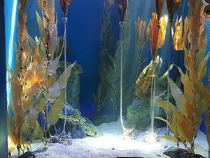 Seagrass, Kelp and Algae