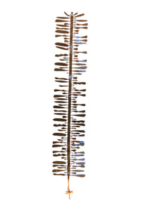 Feather Boa Kelp