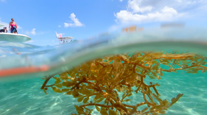 Sargassum