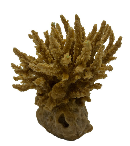 Acropora Tenius 01801