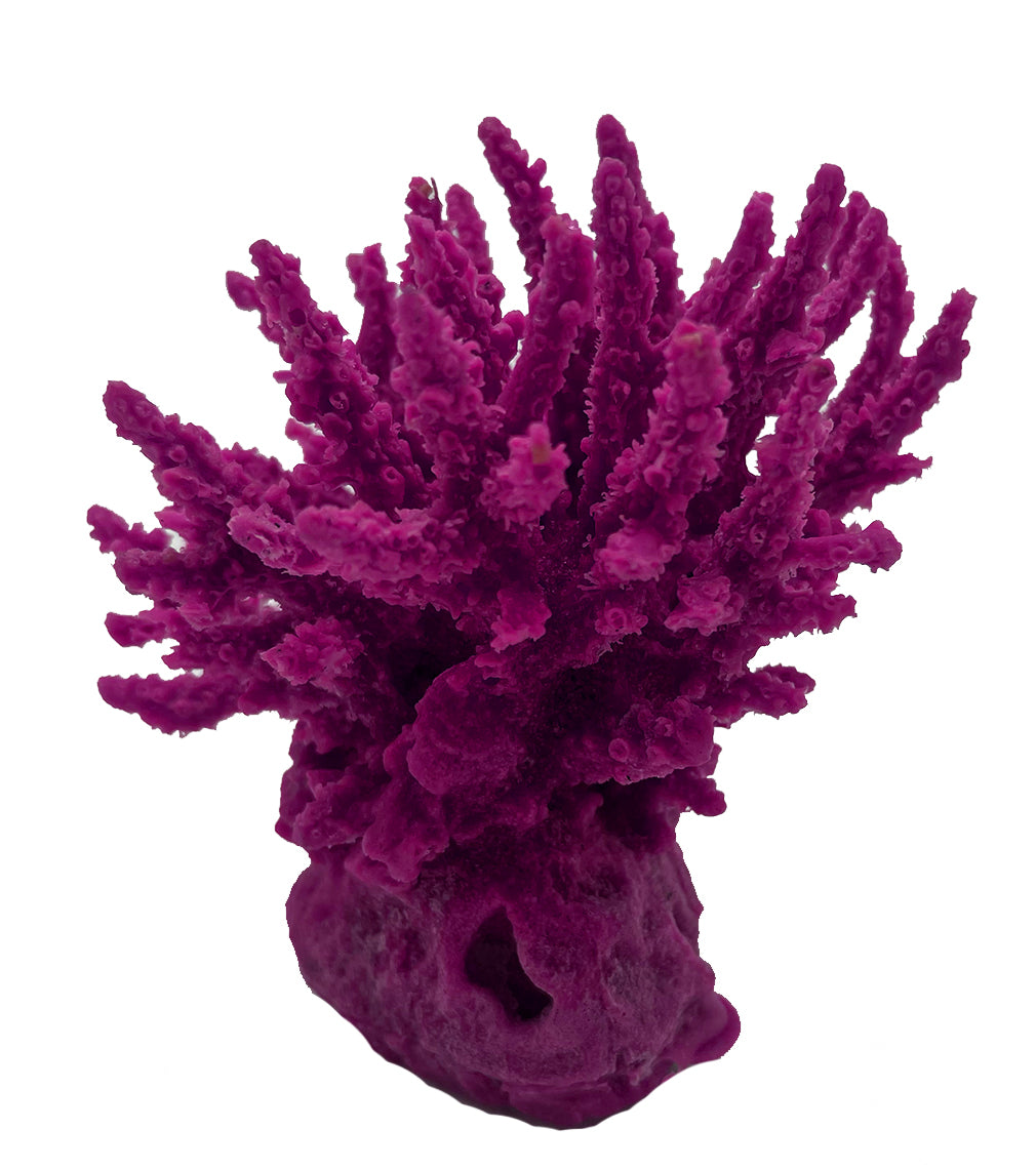 Acropora Tenius 01801