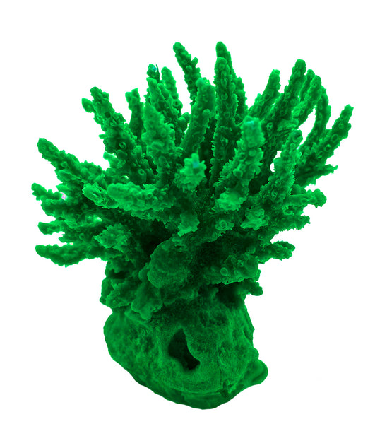 Acropora Tenius 01801